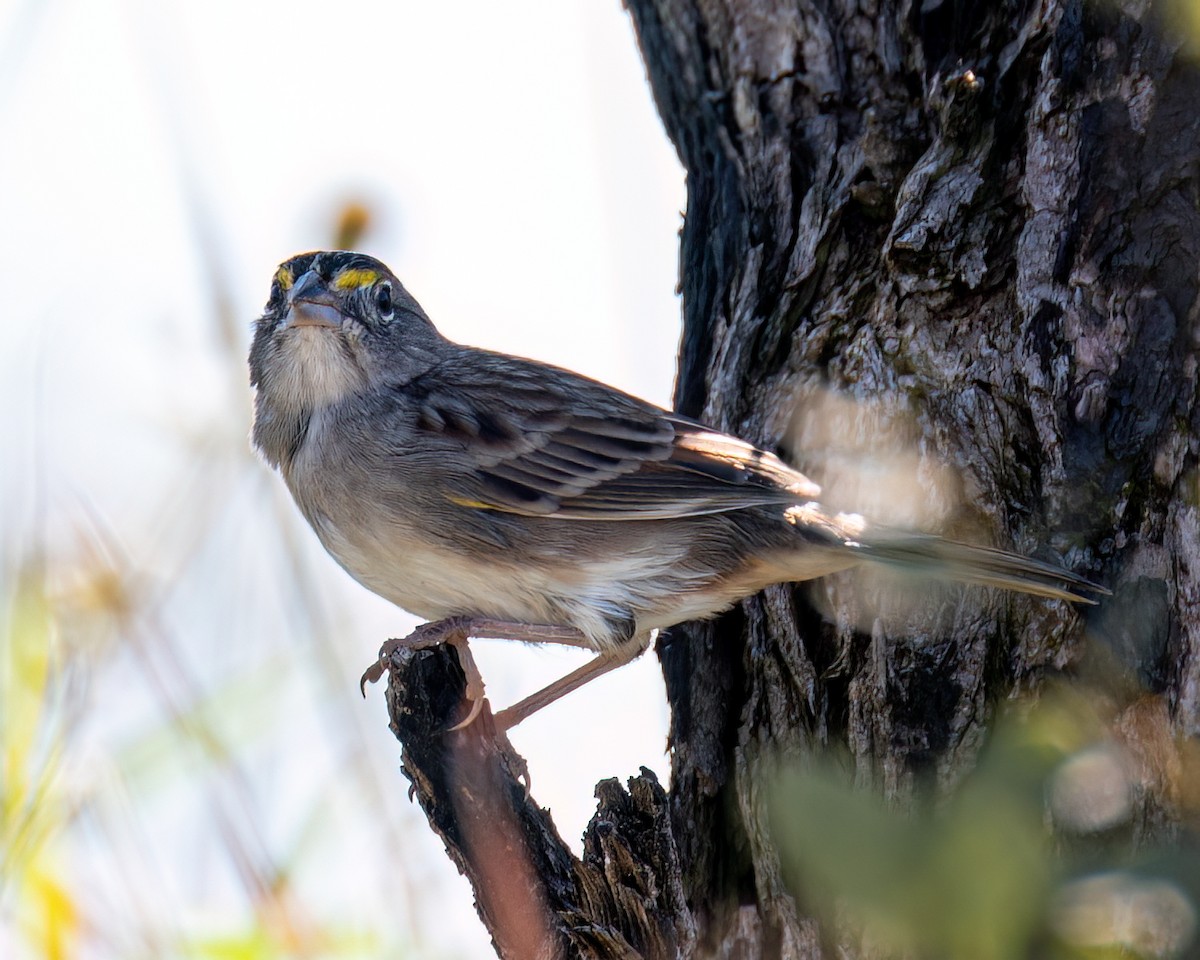 Grassland Sparrow - Victor Pássaro