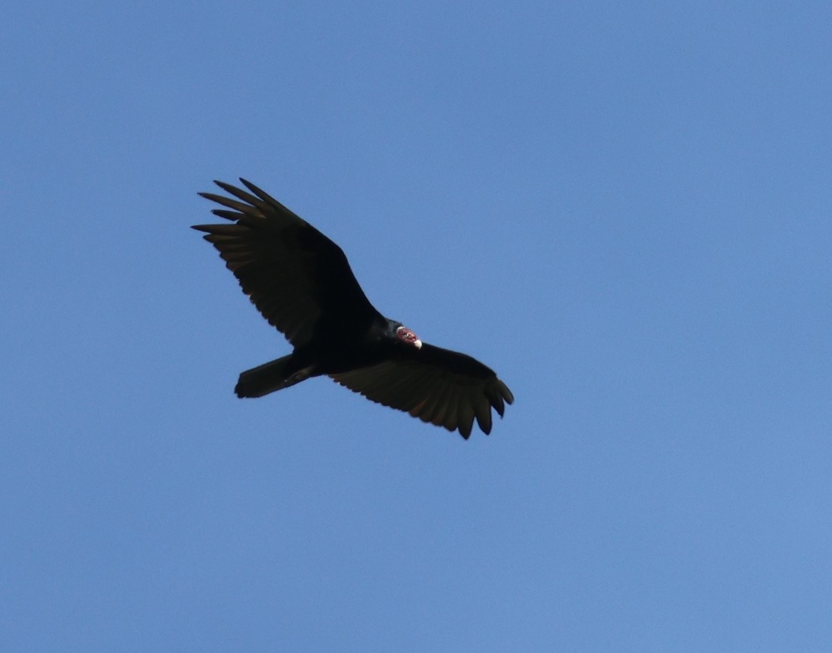 Turkey Vulture - ML618743175