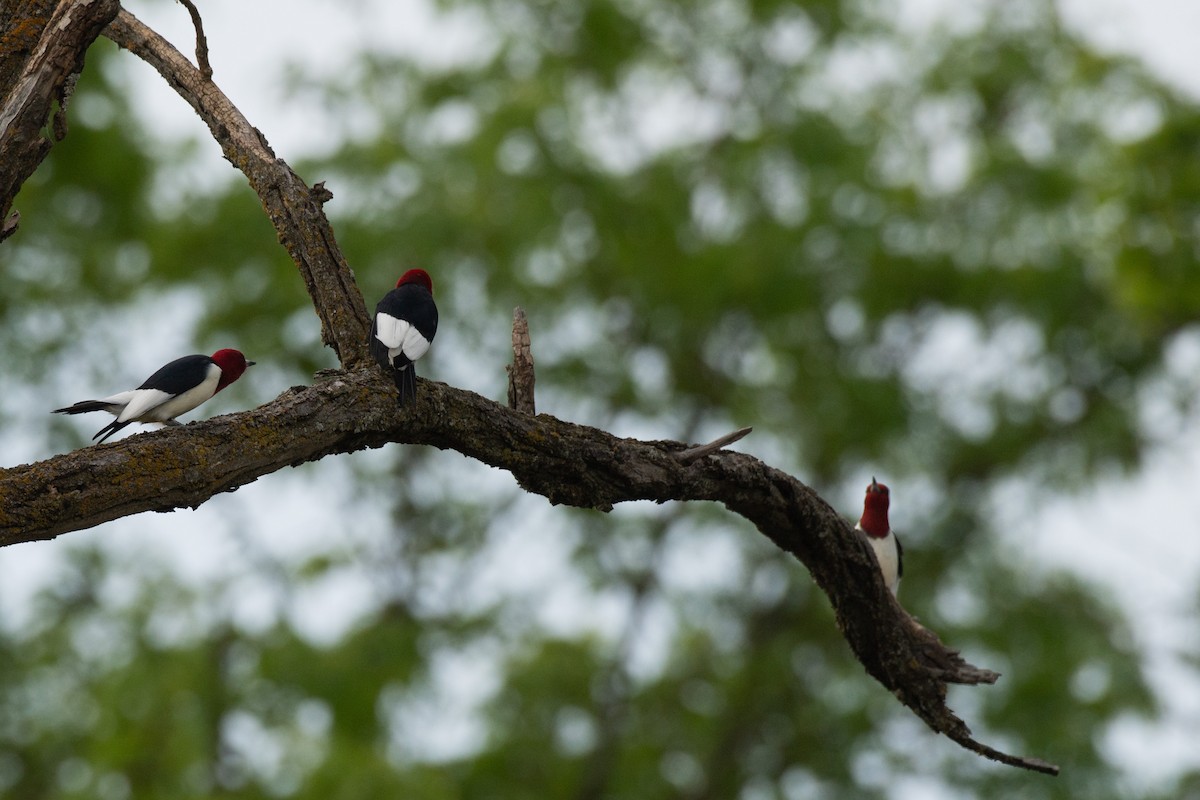 Red-headed Woodpecker - ML618743177