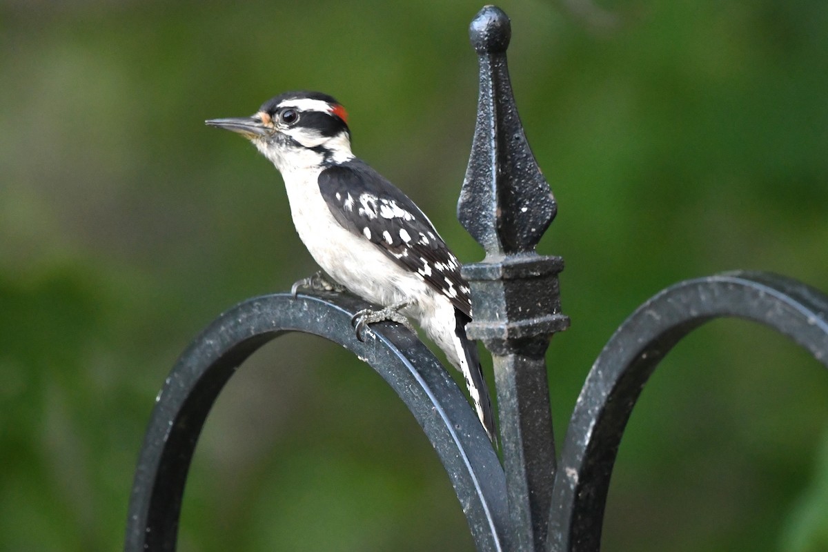 Downy Woodpecker - ML618743193
