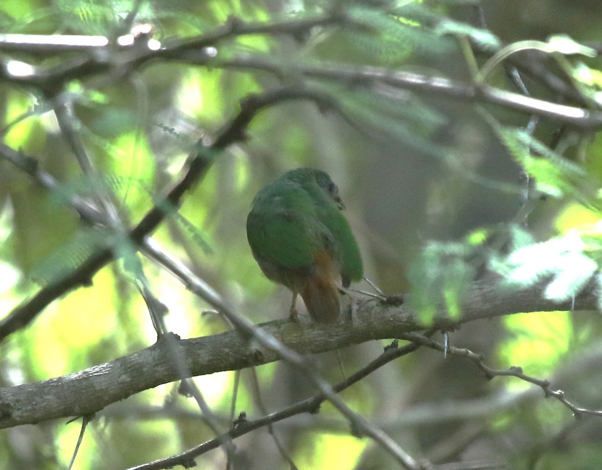 Tricolored Parrotfinch - ML618743225
