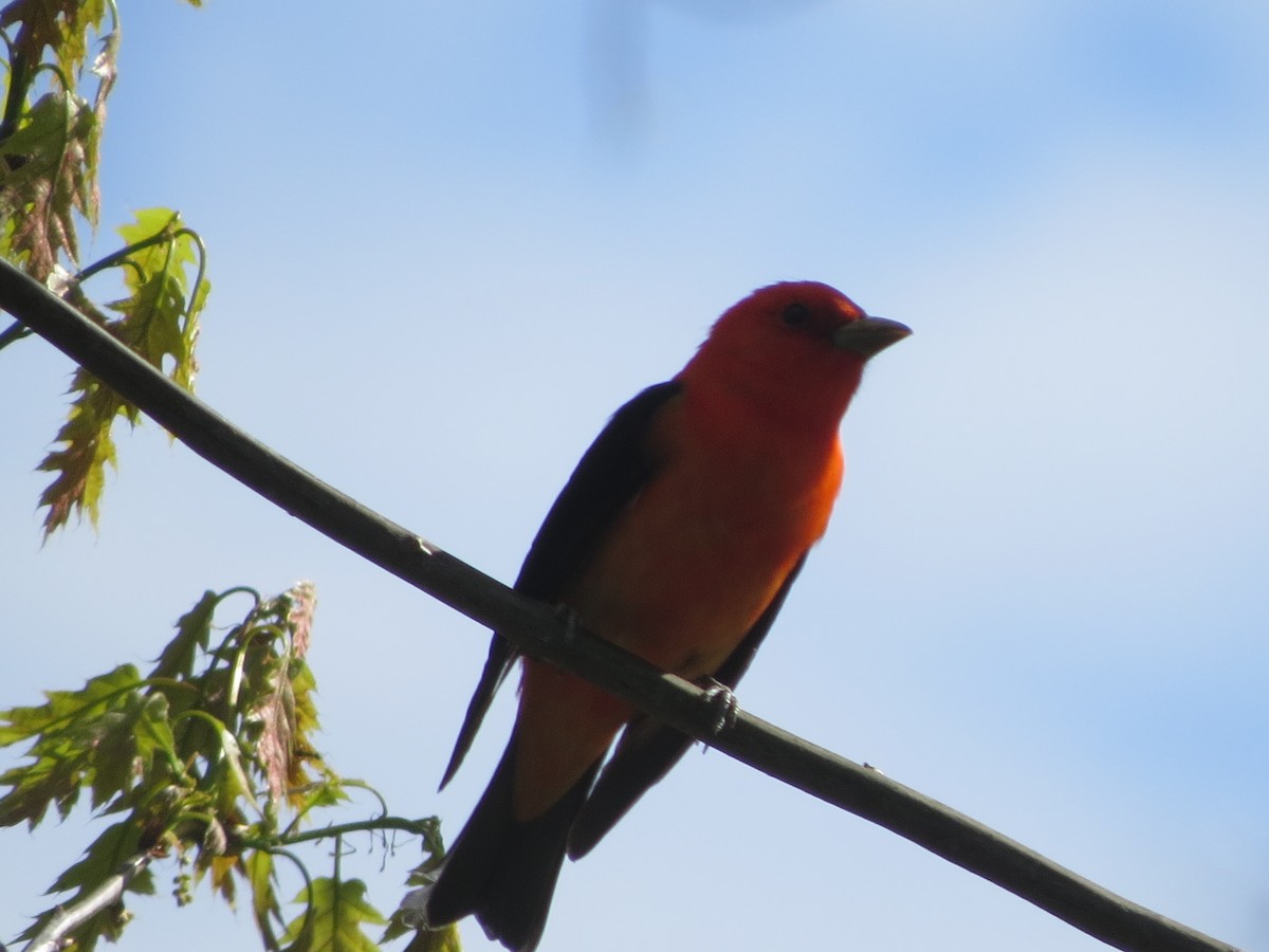 Scarlet Tanager - ML618743275