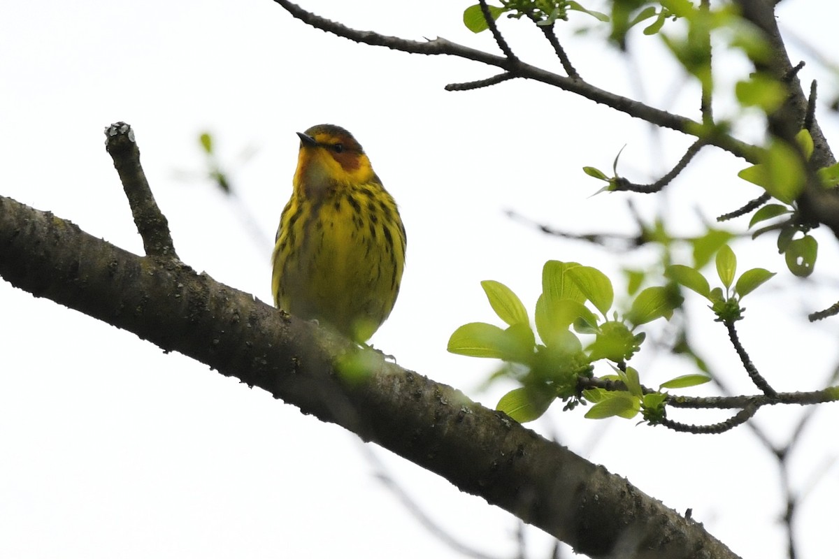 Cape May Warbler - ML618743276