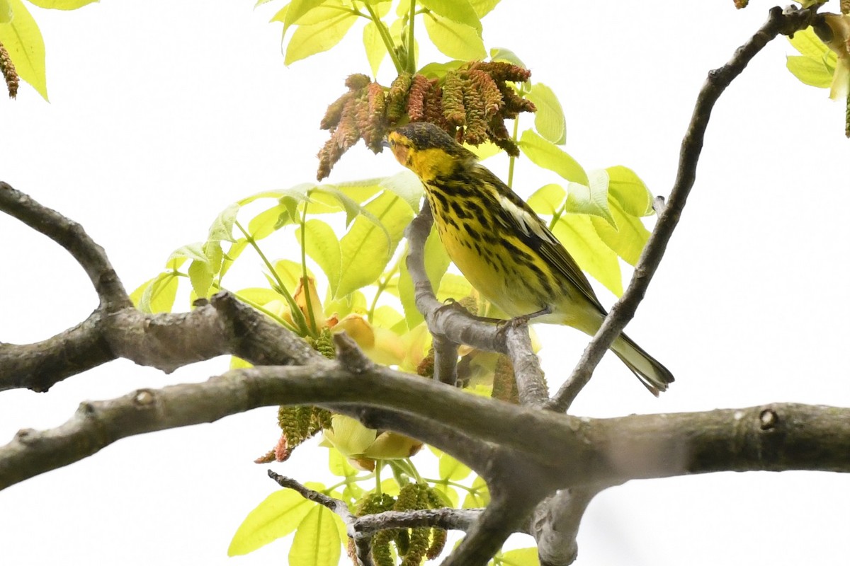 Cape May Warbler - ML618743277