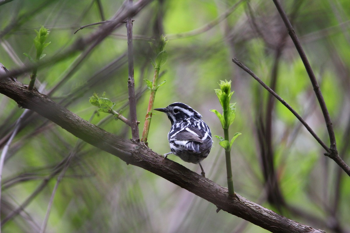 Black-and-white Warbler - ML618743307