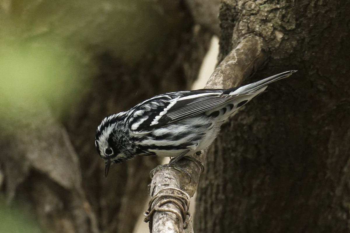 Black-and-white Warbler - ML618743333