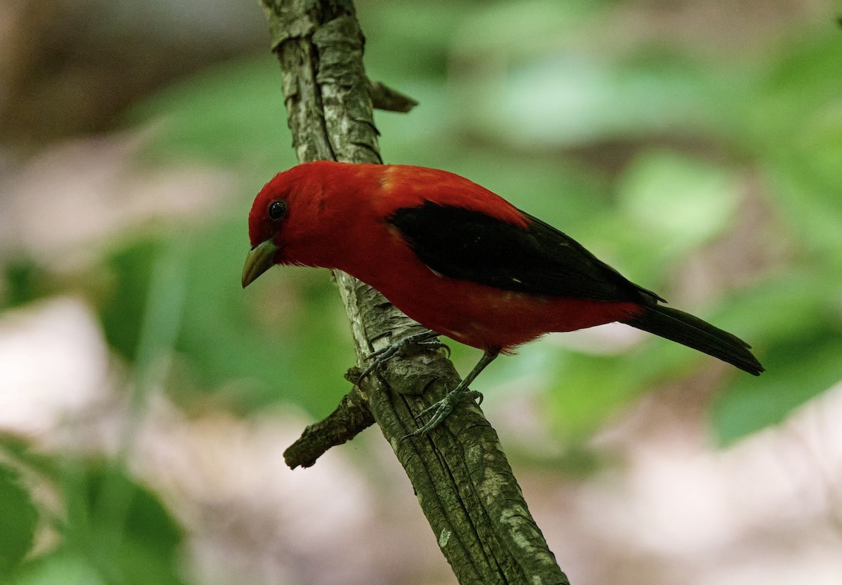Scarlet Tanager - ML618743334