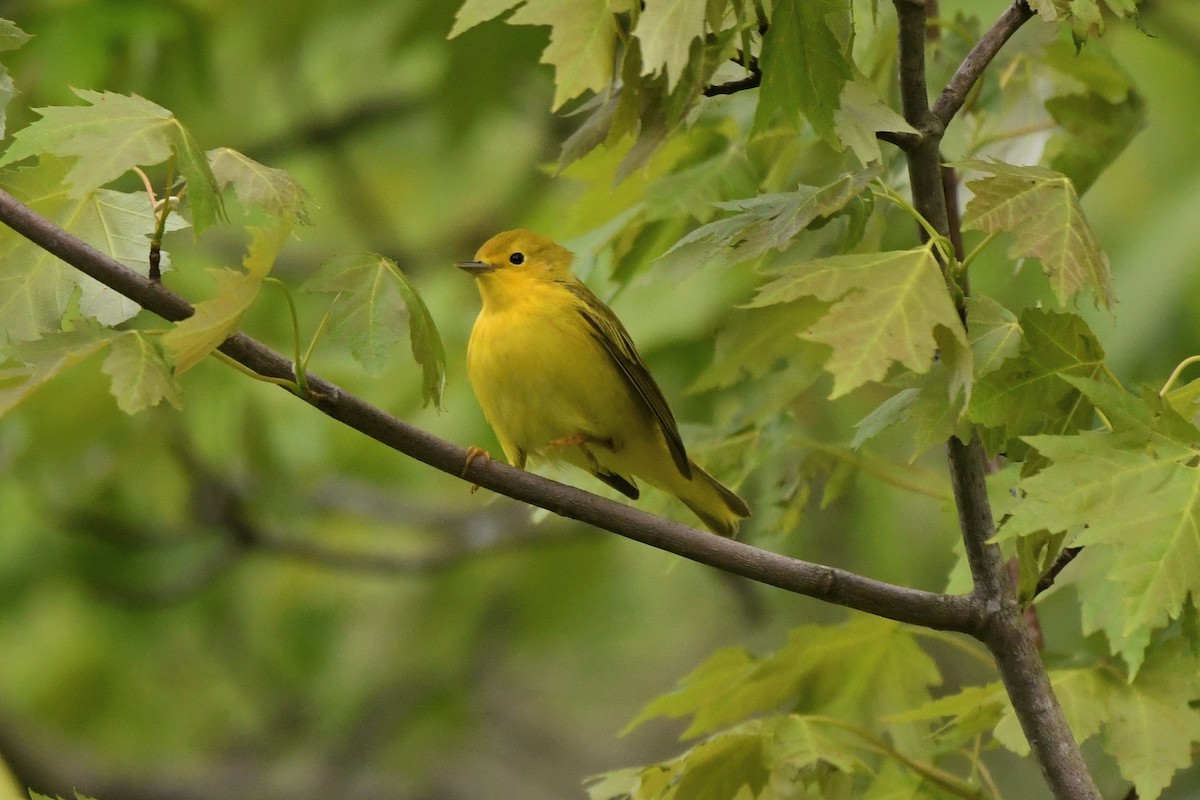 Yellow Warbler (Northern) - ML618743354