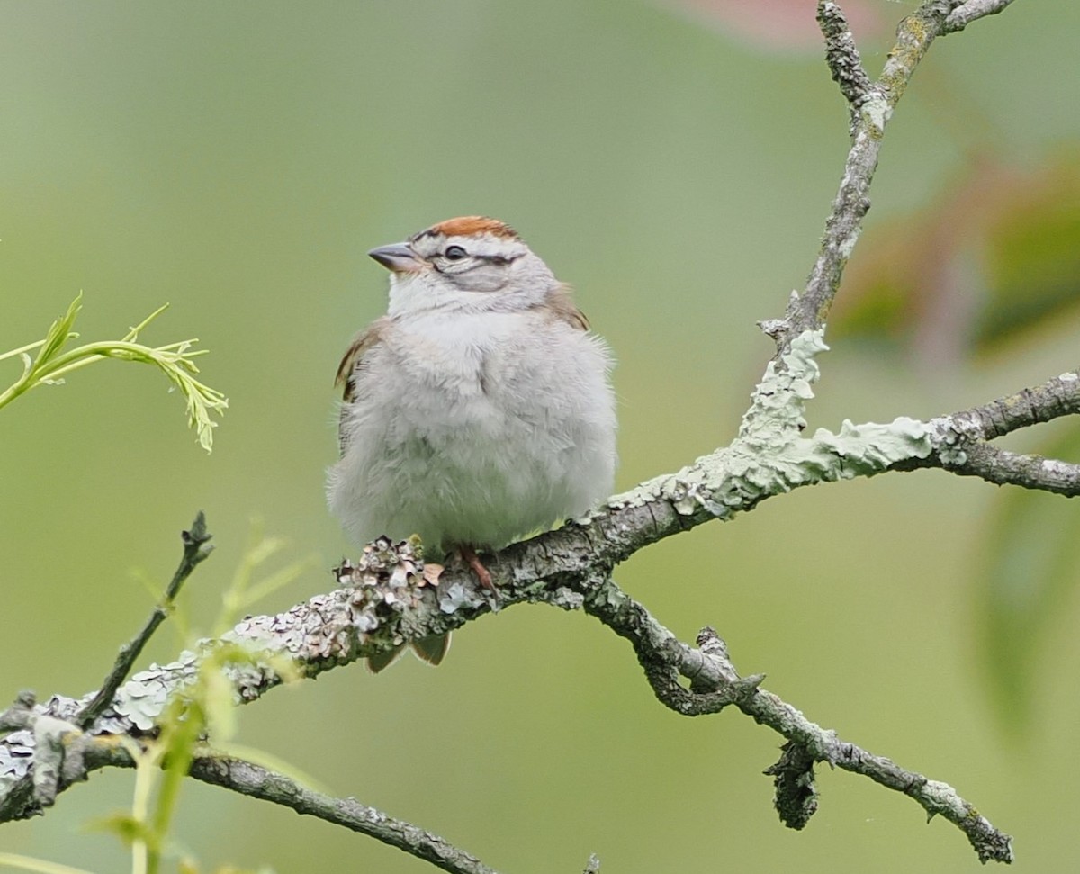 Chipping Sparrow - ML618743371