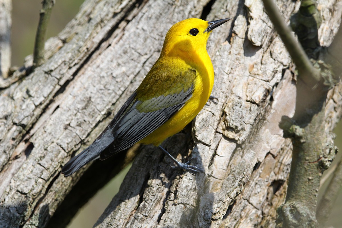 Prothonotary Warbler - Peter Moser