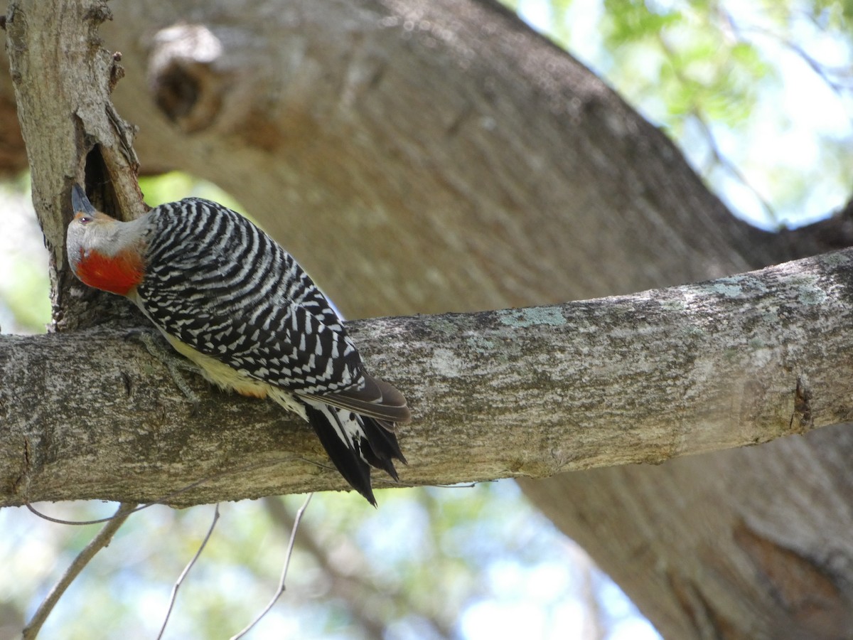 Red-bellied Woodpecker - ML618743421