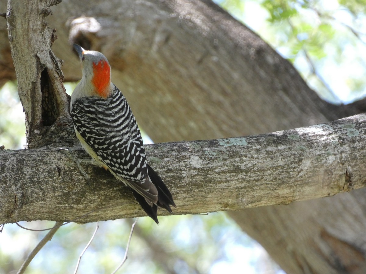 Red-bellied Woodpecker - ML618743422
