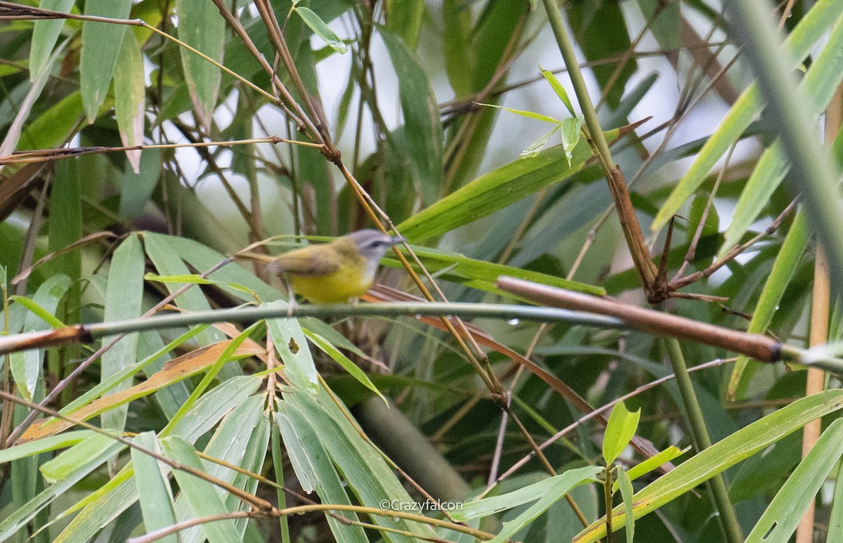 Yellow-bellied Warbler - Qiang Zeng
