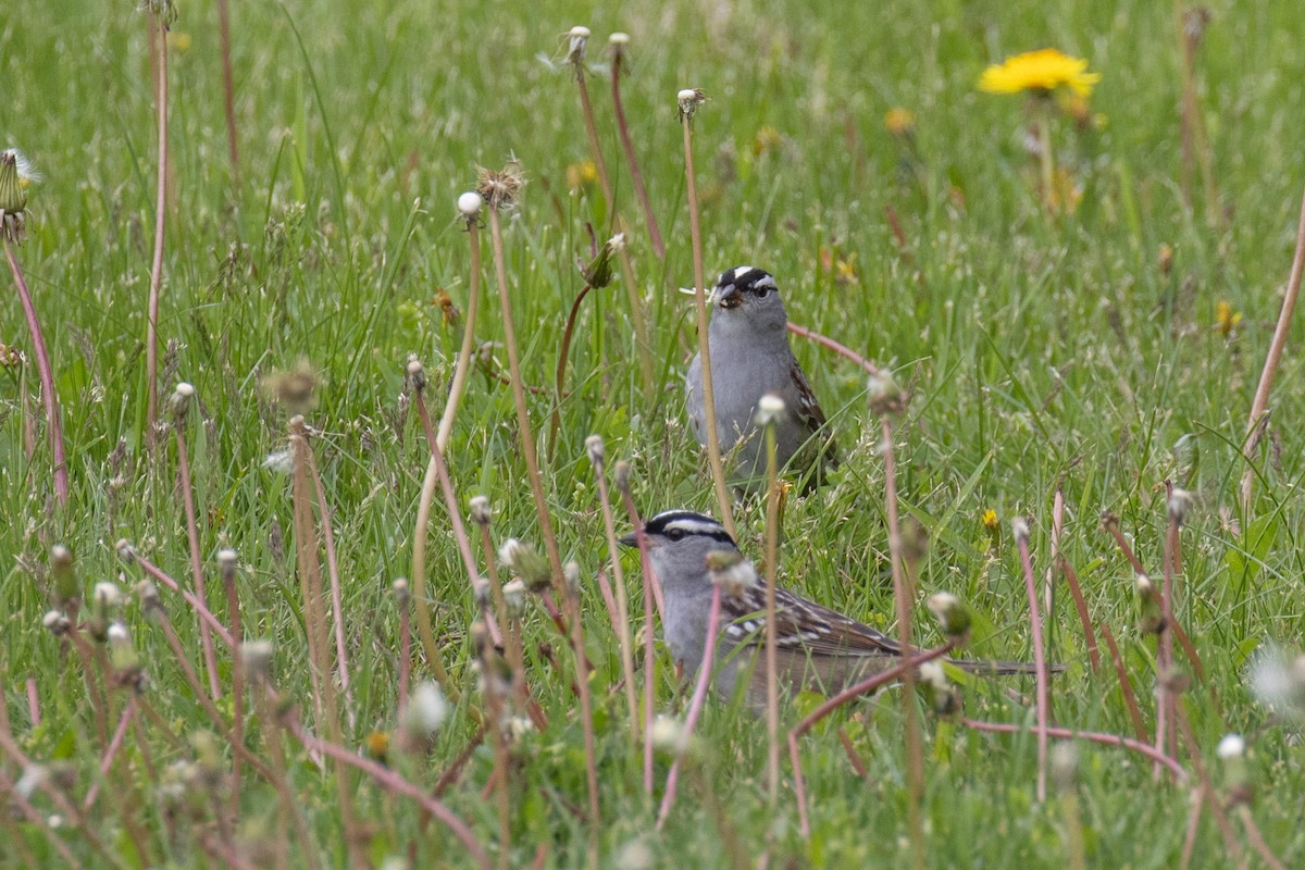 White-crowned Sparrow - ML618743478