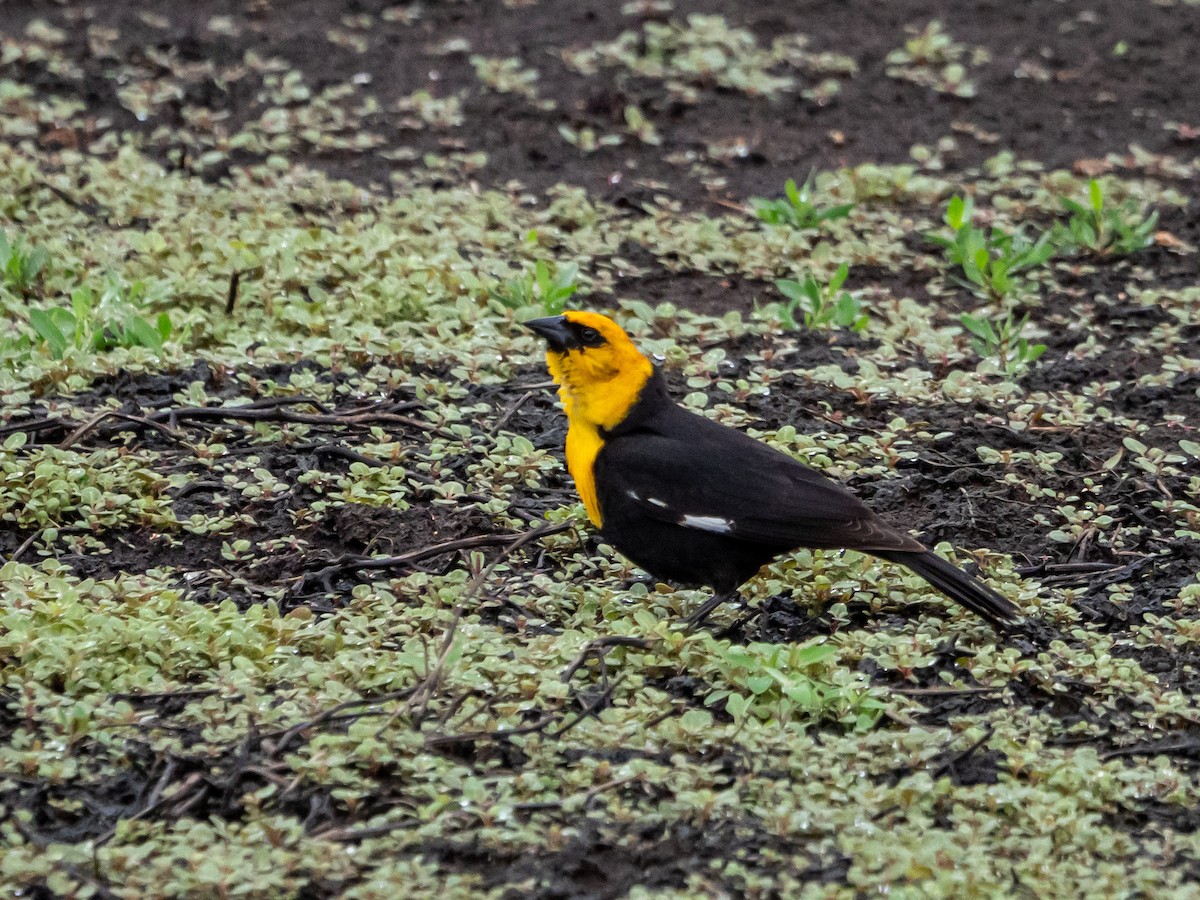 Yellow-headed Blackbird - ML618743493