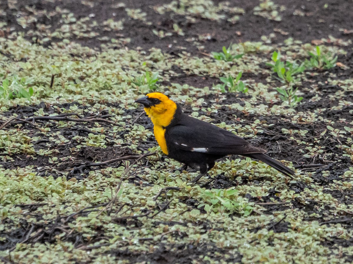 Yellow-headed Blackbird - ML618743494