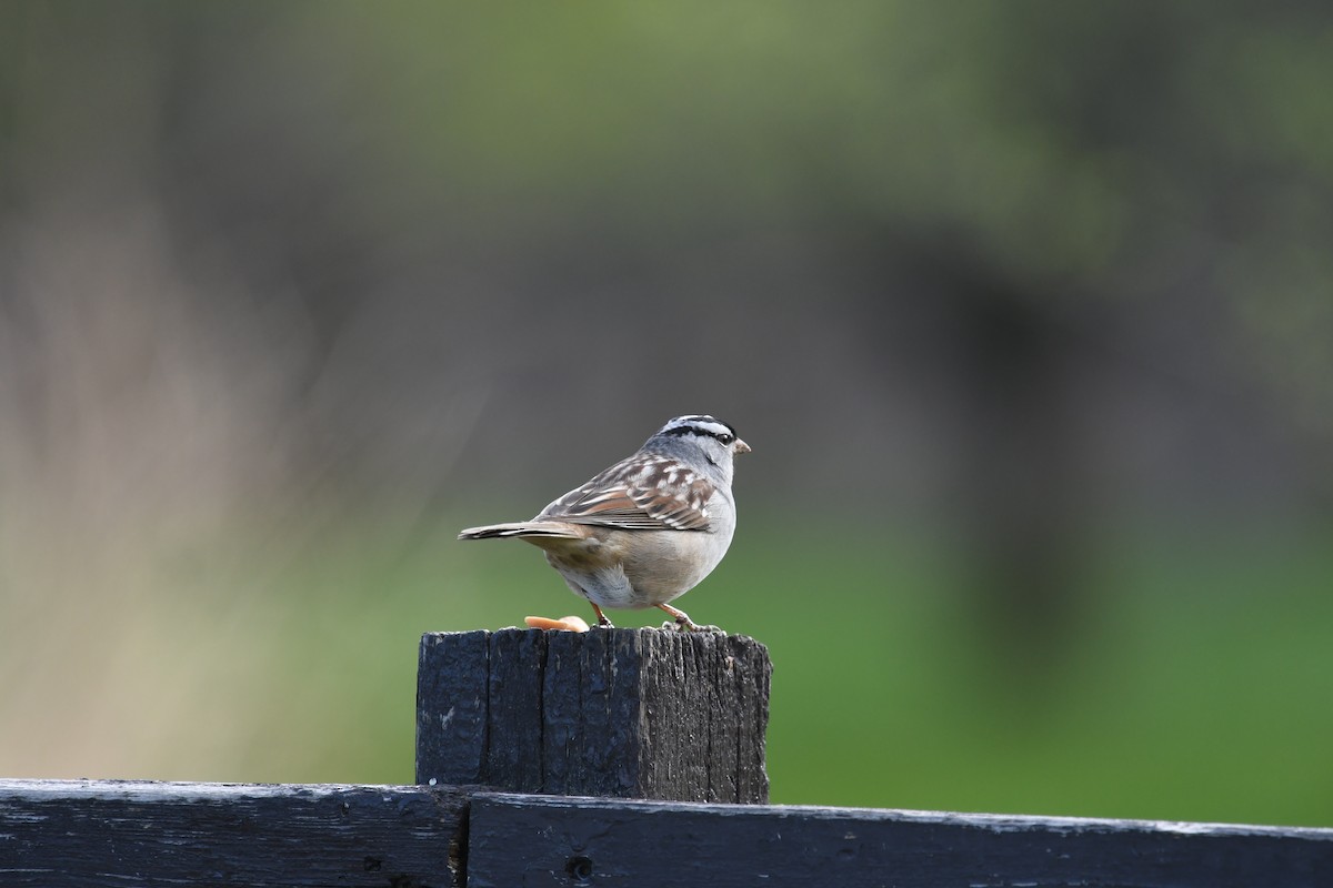 White-crowned Sparrow - Martin Bourbeau