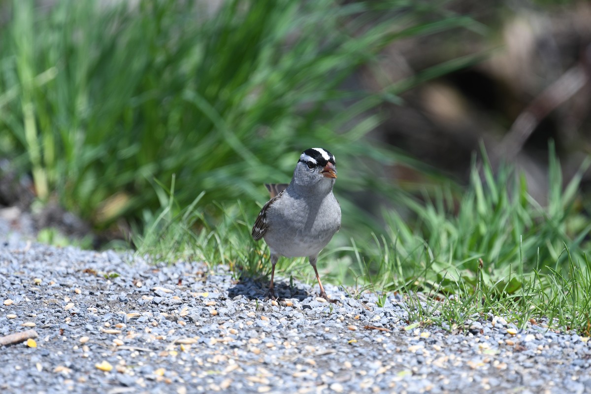 White-crowned Sparrow - ML618743505