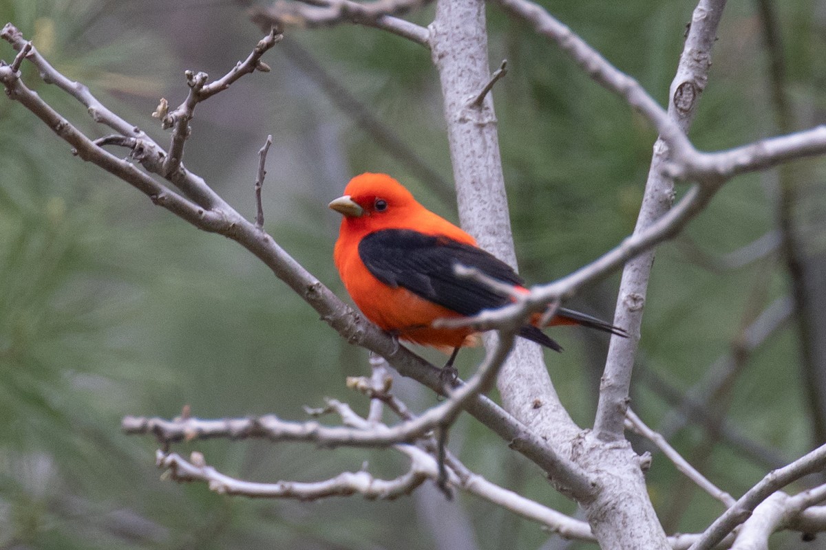 Scarlet Tanager - ML618743561
