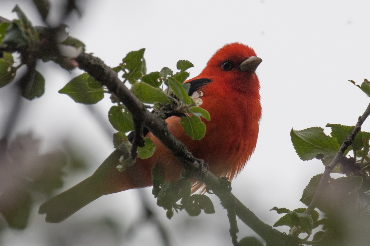 Scarlet Tanager - ML618743562