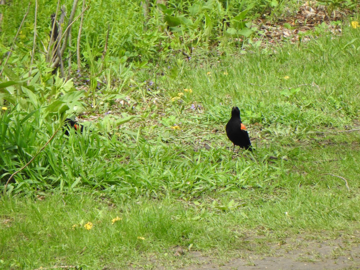 Red-winged Blackbird (Red-winged) - ML618743571