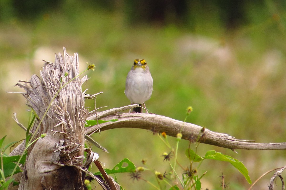 Yellow-browed Sparrow - ML618743573