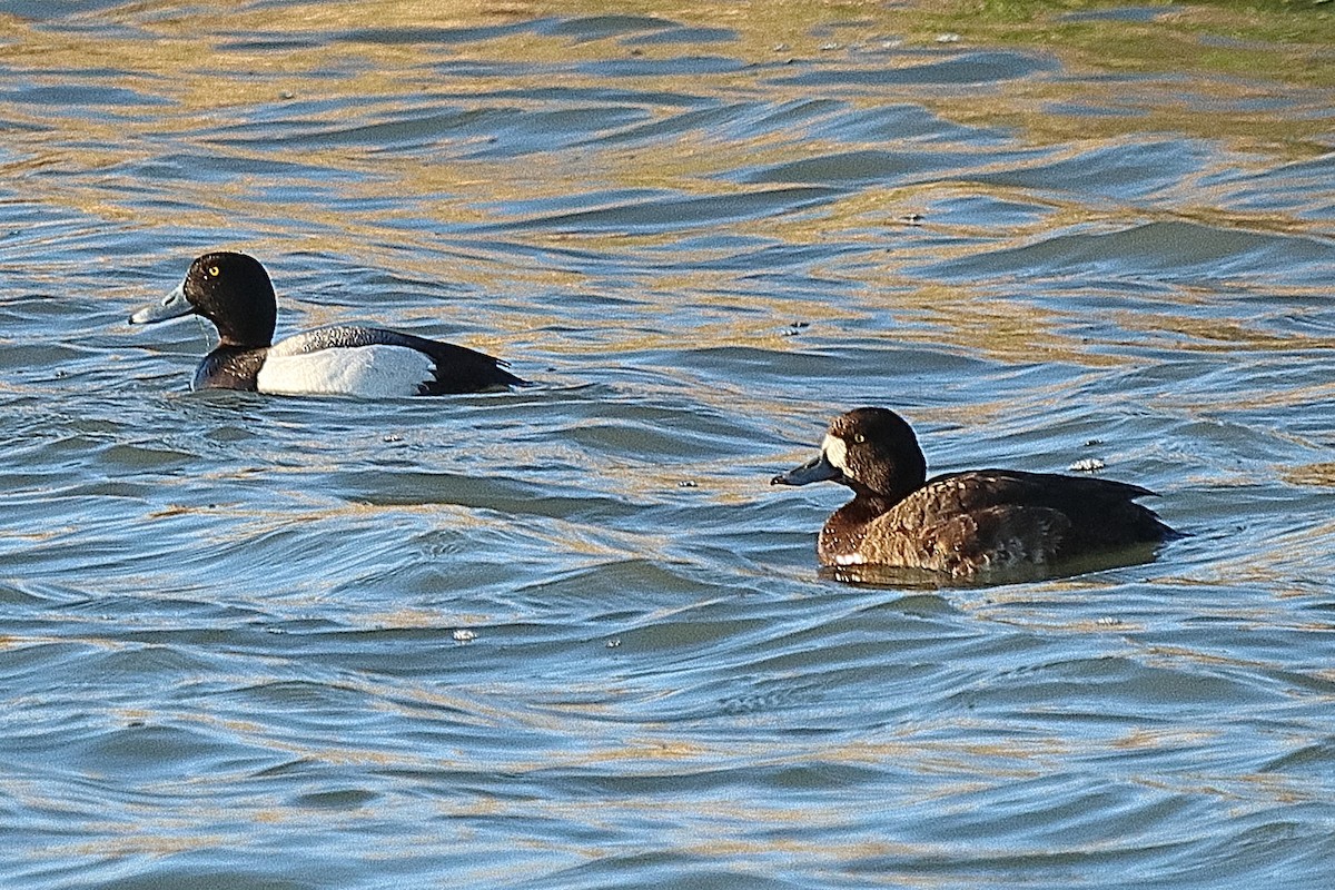 Greater Scaup - ML618743579