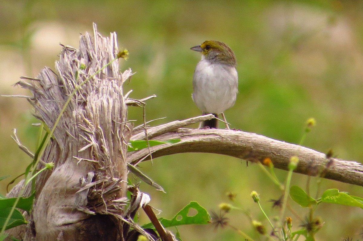 Yellow-browed Sparrow - ML618743589