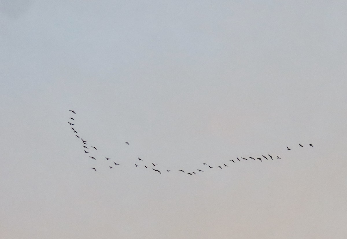 eBird Checklist - 9 May 2024 - 3002 Point St, Edisto Beach US-SC (32. ...