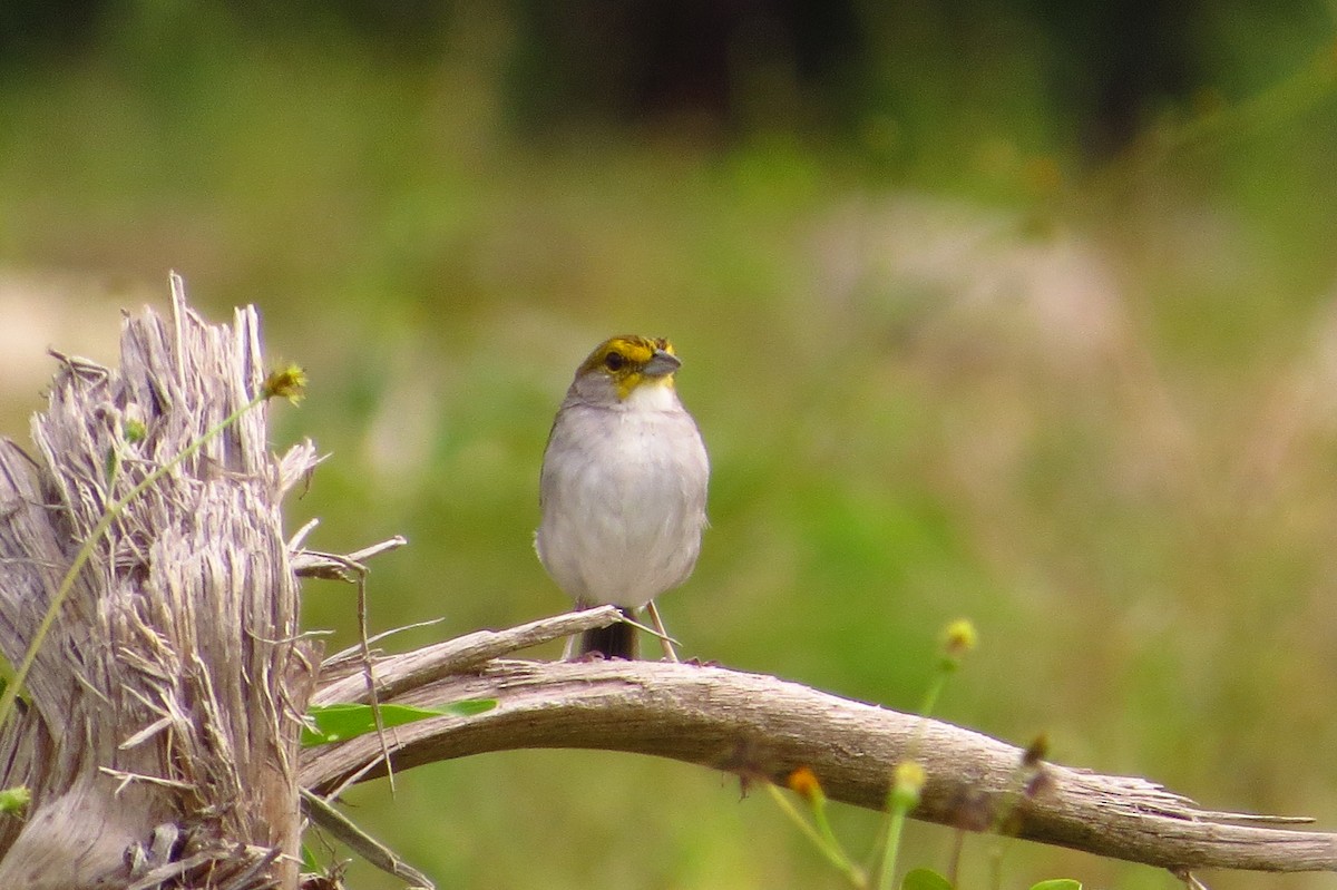 Yellow-browed Sparrow - ML618743599