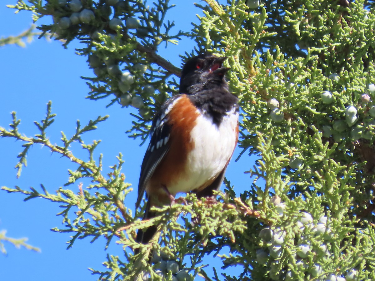 Spotted Towhee - ML618743611