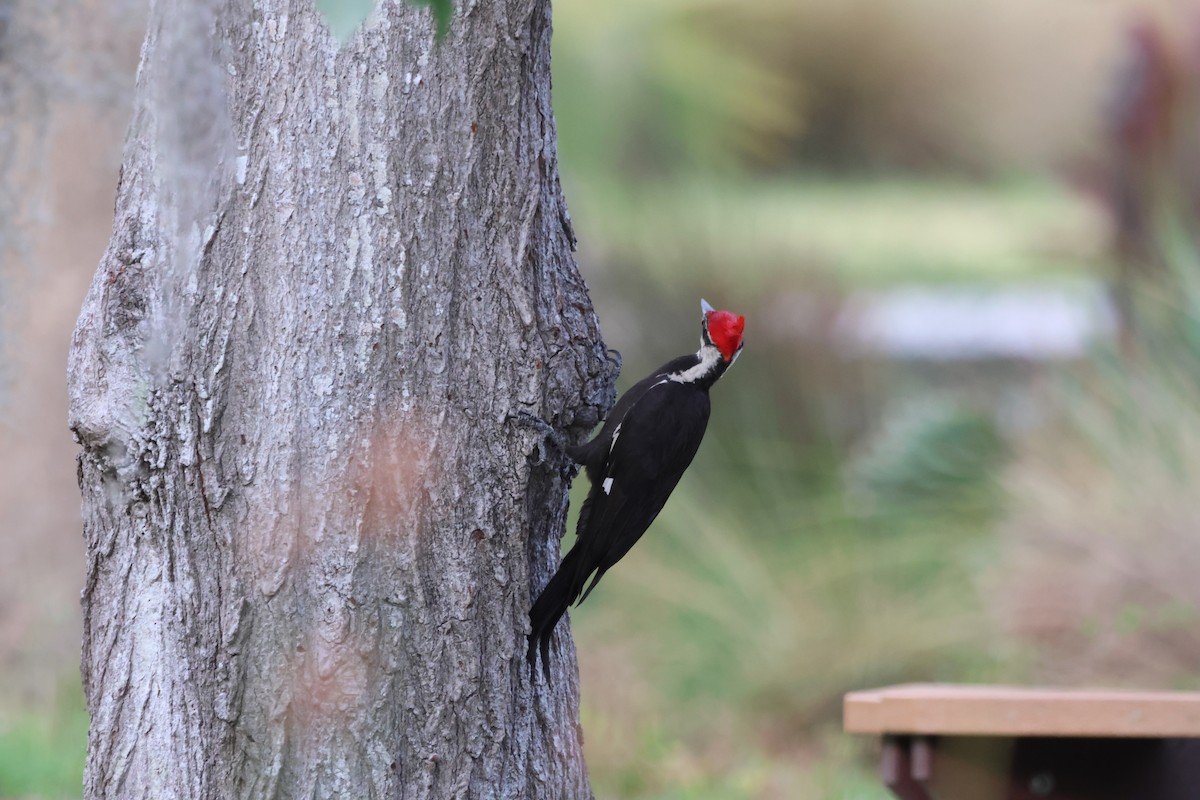 Pileated Woodpecker - ML618743615