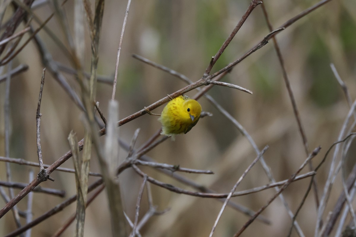 Yellow Warbler - ML618743636