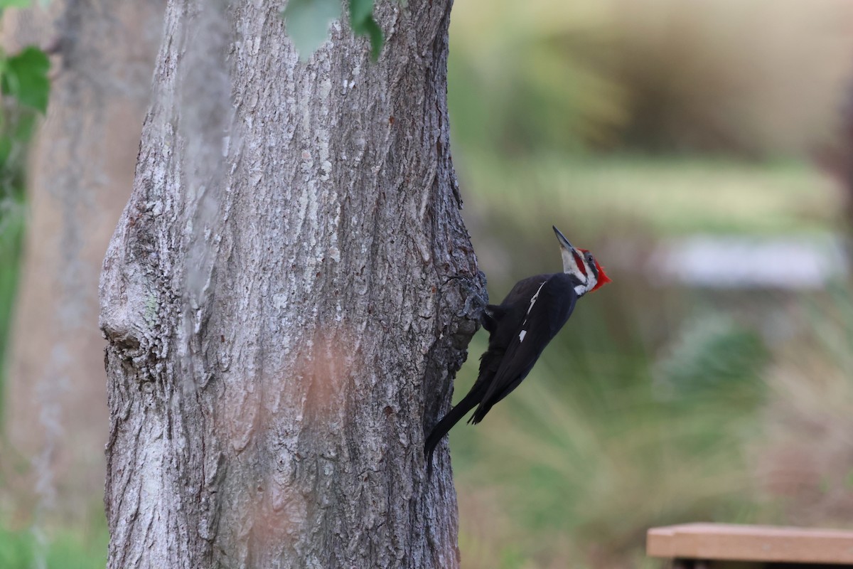 Pileated Woodpecker - ML618743661