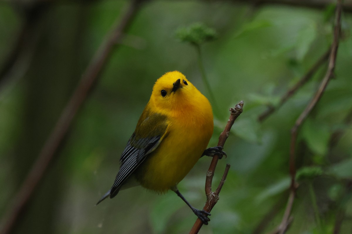 Prothonotary Warbler - ML618743663