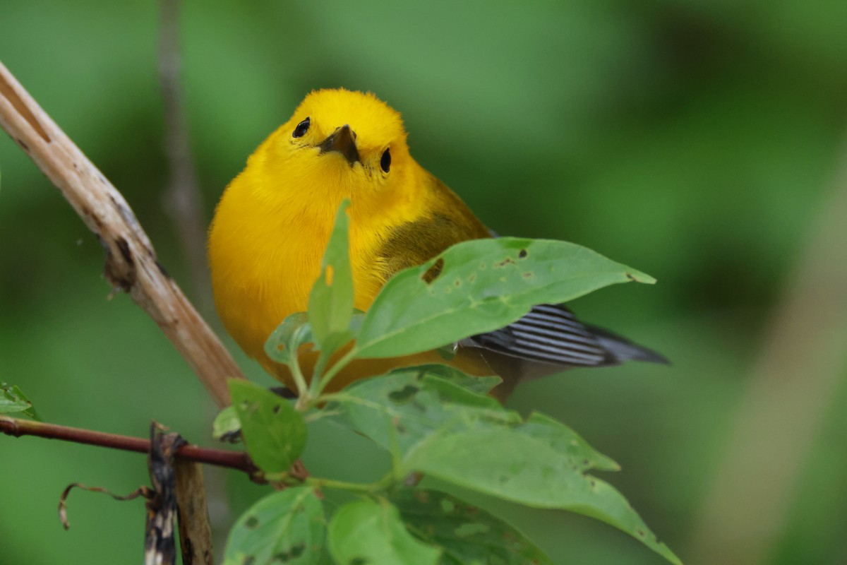 Prothonotary Warbler - ML618743674