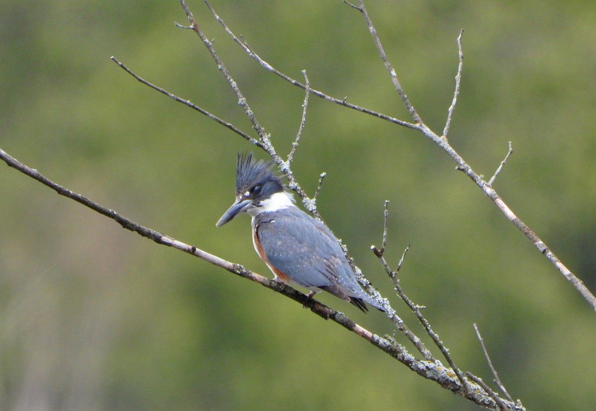 Belted Kingfisher - ML618743689