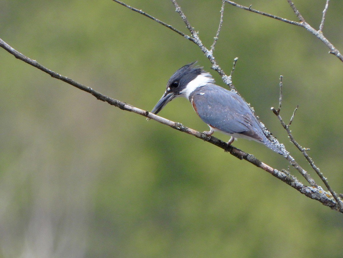 Belted Kingfisher - ML618743690