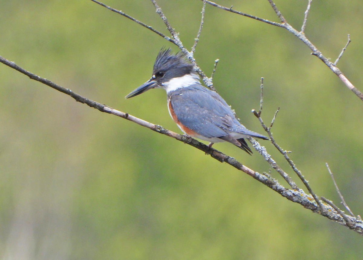 Belted Kingfisher - ML618743691