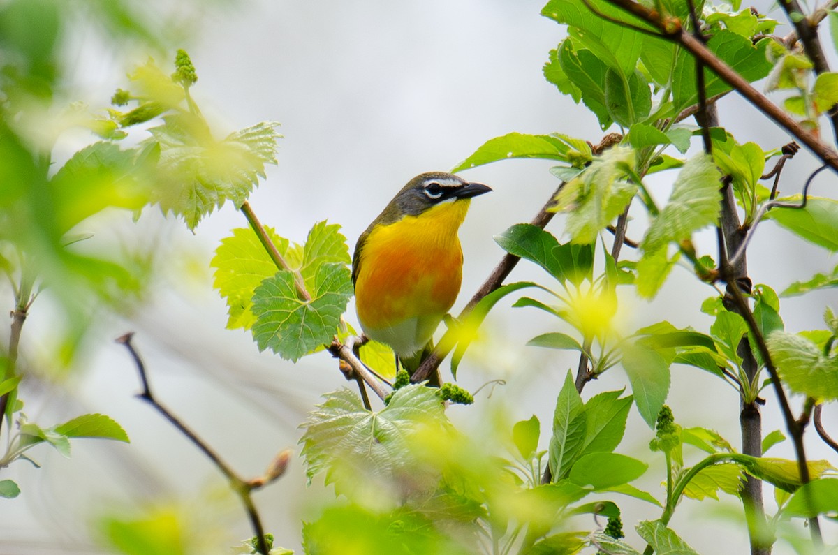 Yellow-breasted Chat - ML618743708