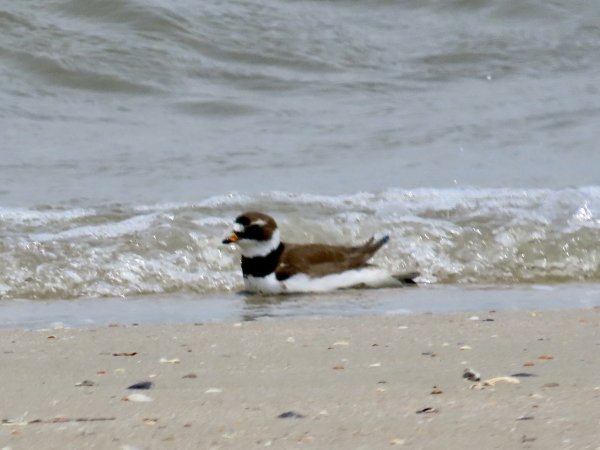 Semipalmated Plover - ML618743773