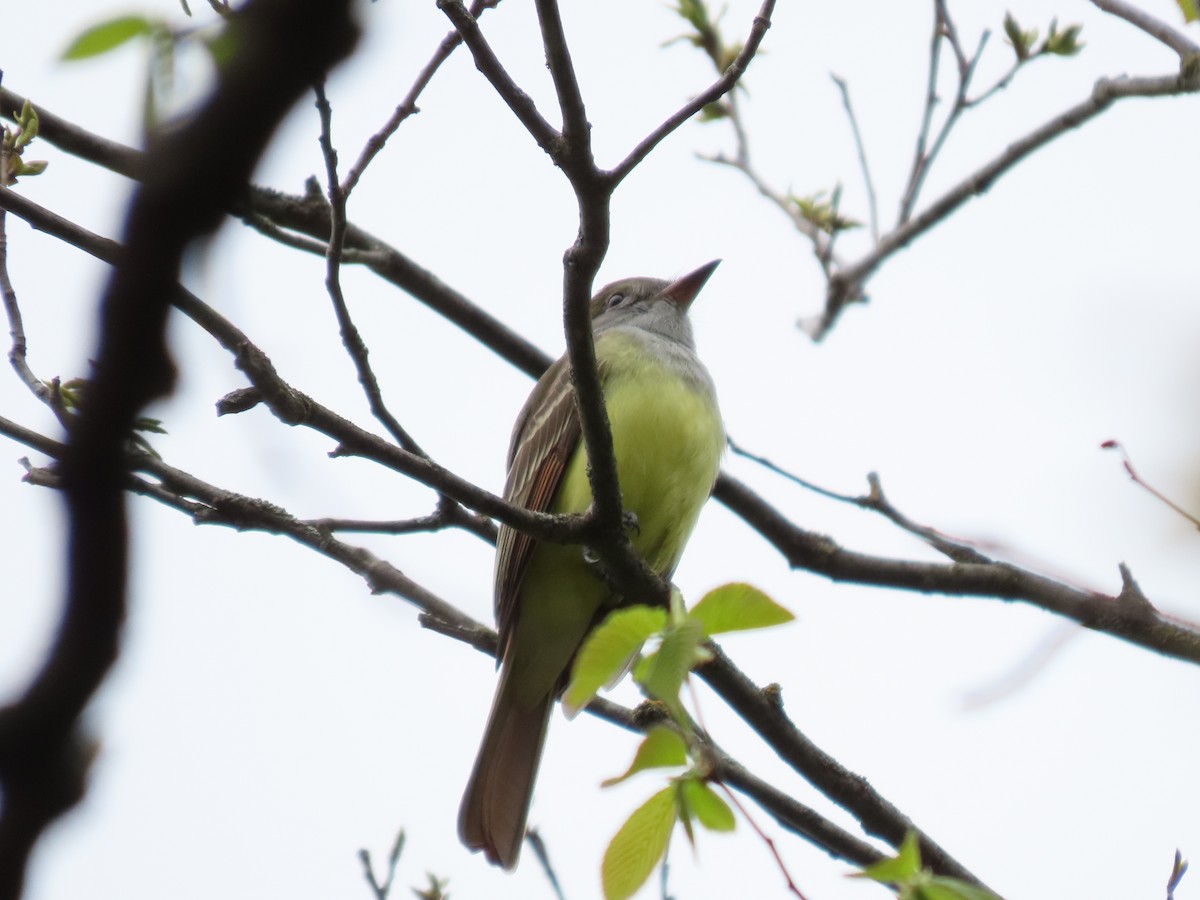 Great Crested Flycatcher - ML618743796