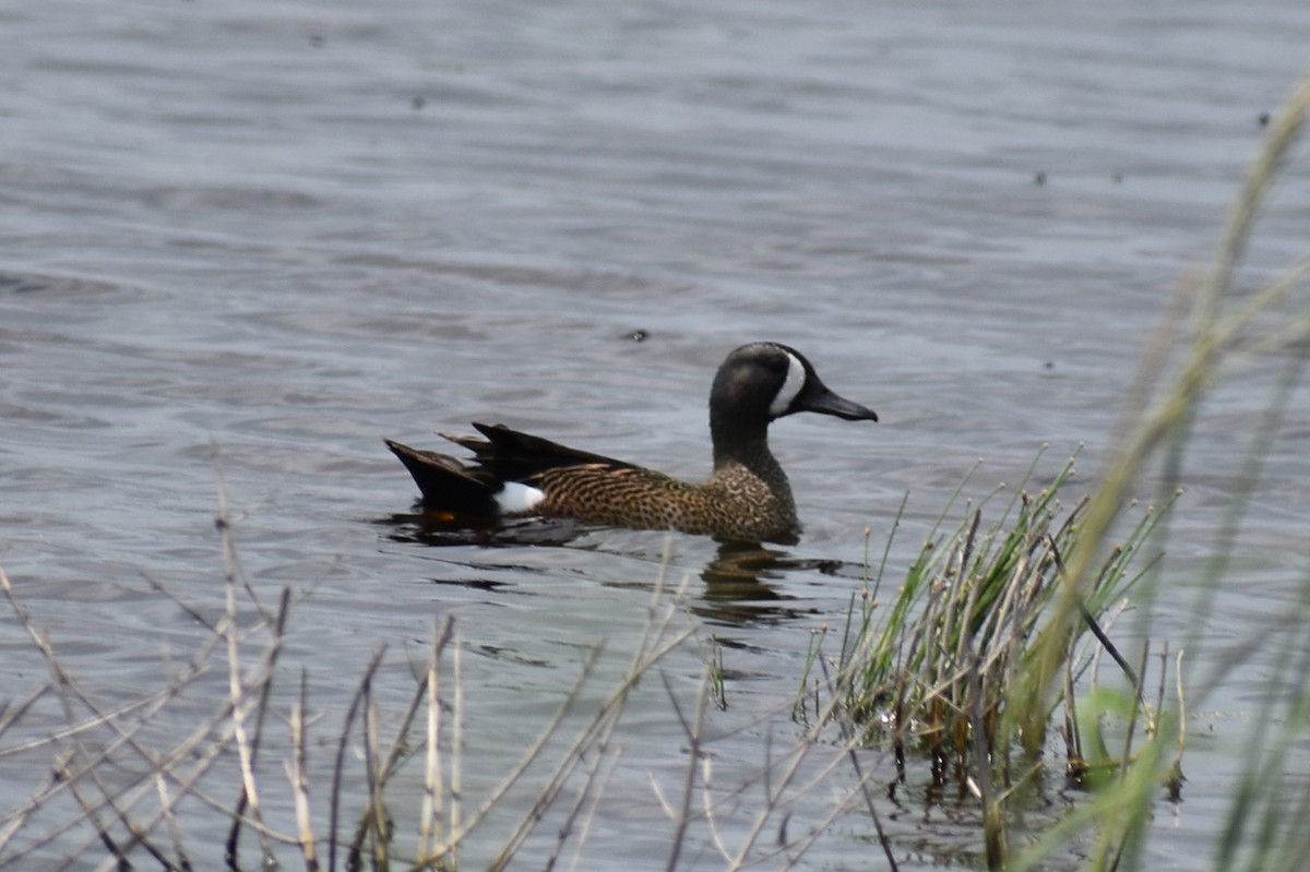 Blue-winged Teal - ML618743804