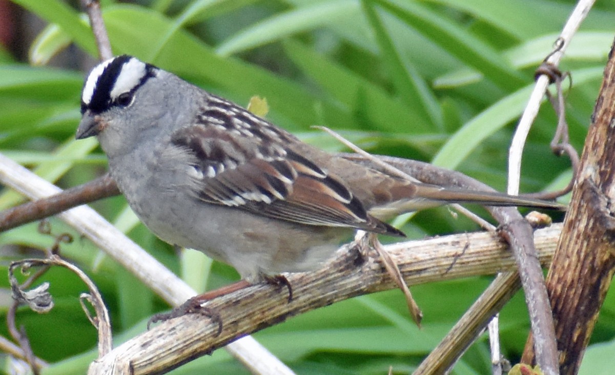 White-crowned Sparrow - ML618743893