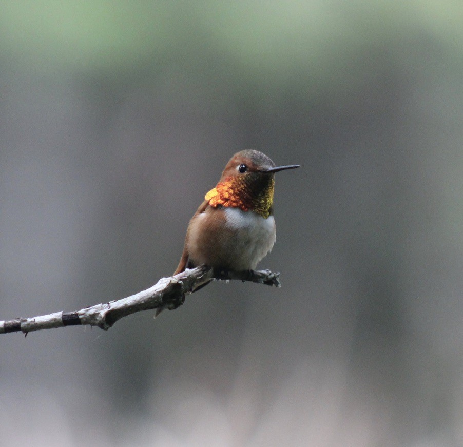 Rufous Hummingbird - ML618743894