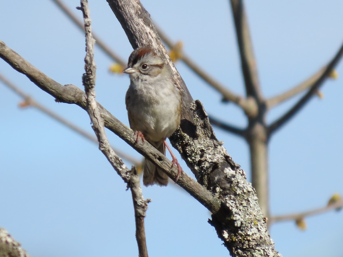 Swamp Sparrow - ML618743901