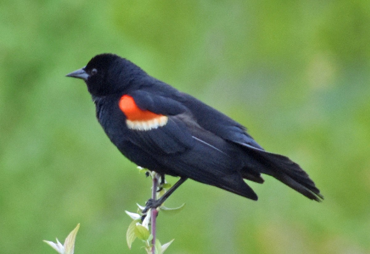 Red-winged Blackbird - ML618743931