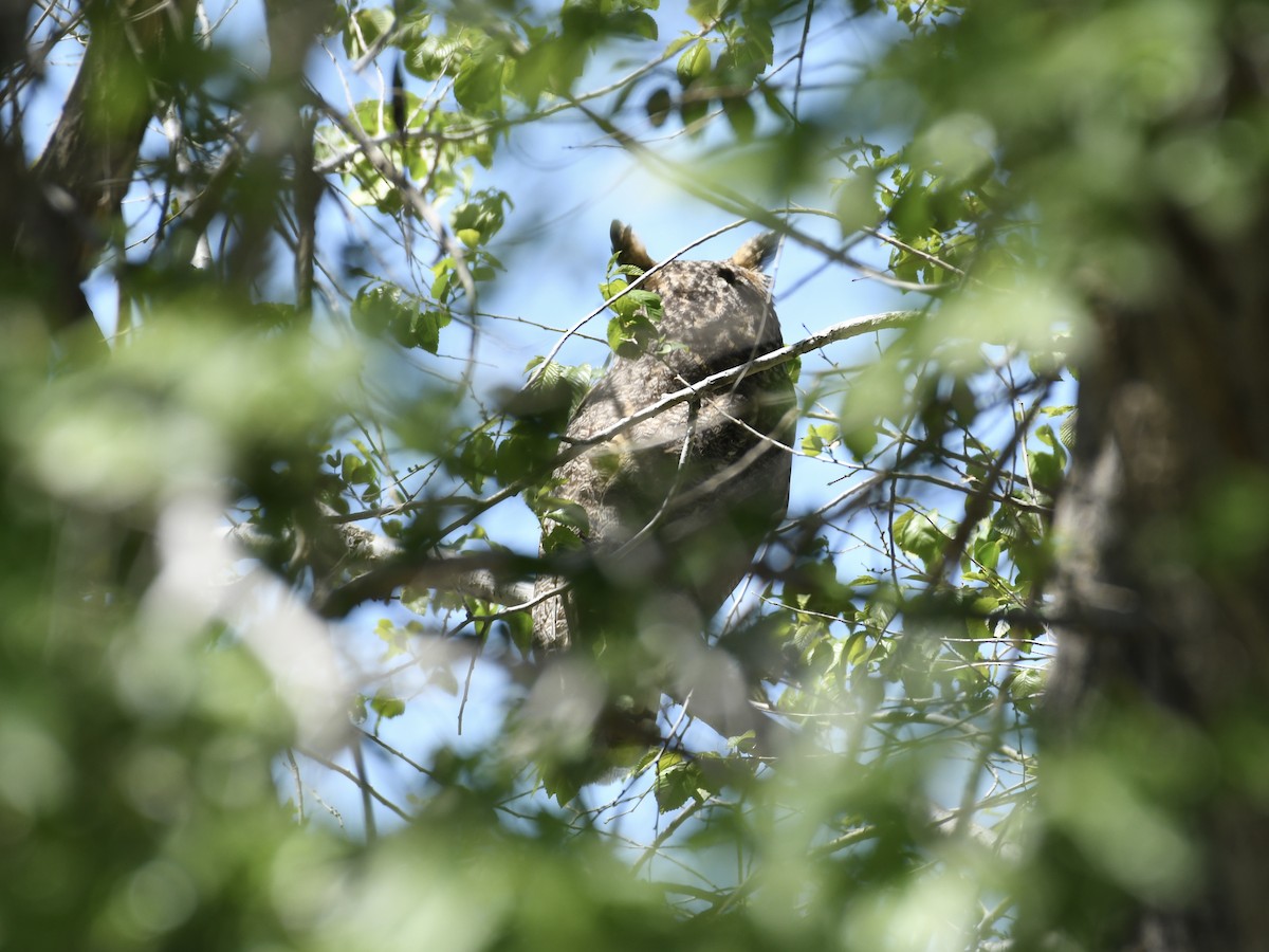 Great Horned Owl - ML618743939