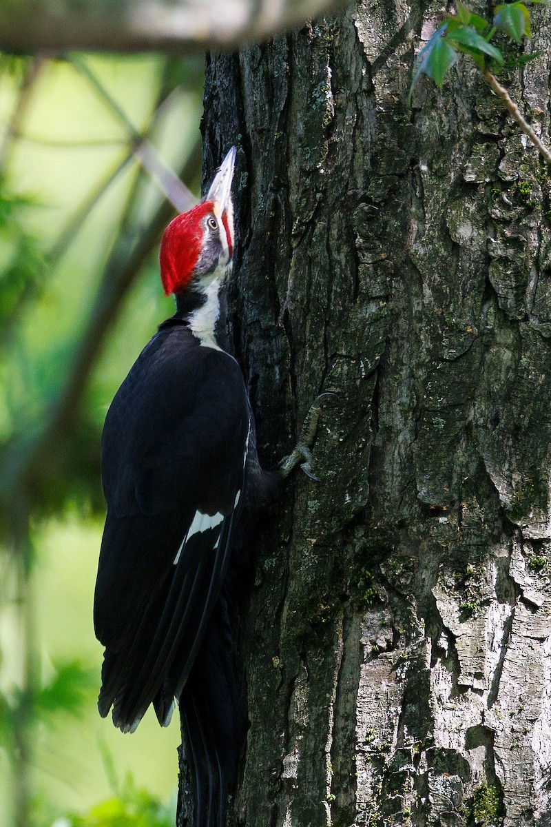 Pileated Woodpecker - ML618743973