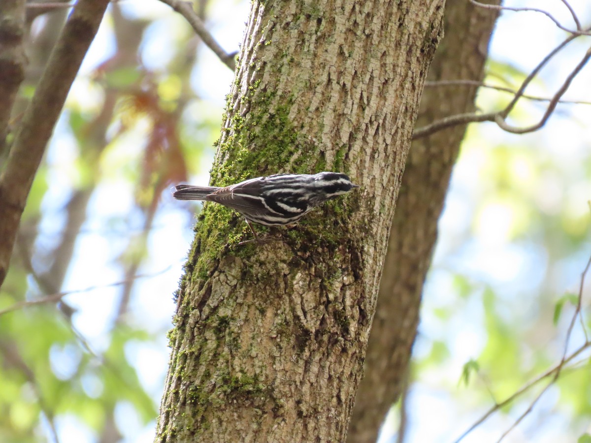 Black-and-white Warbler - ML618744024